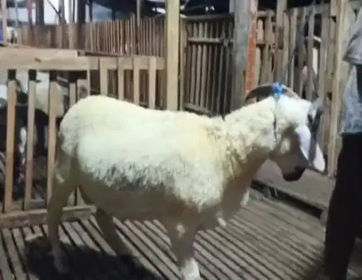 2 ekor domba jantan 1 tahunan 30kiloanUP layak akikah nazar potongan