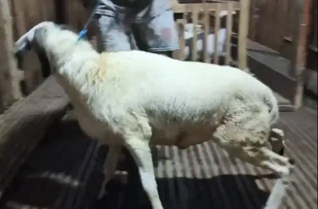 2 ekor domba jantan 1 tahunan 30kiloanUP siap potong nazar akikahan ok