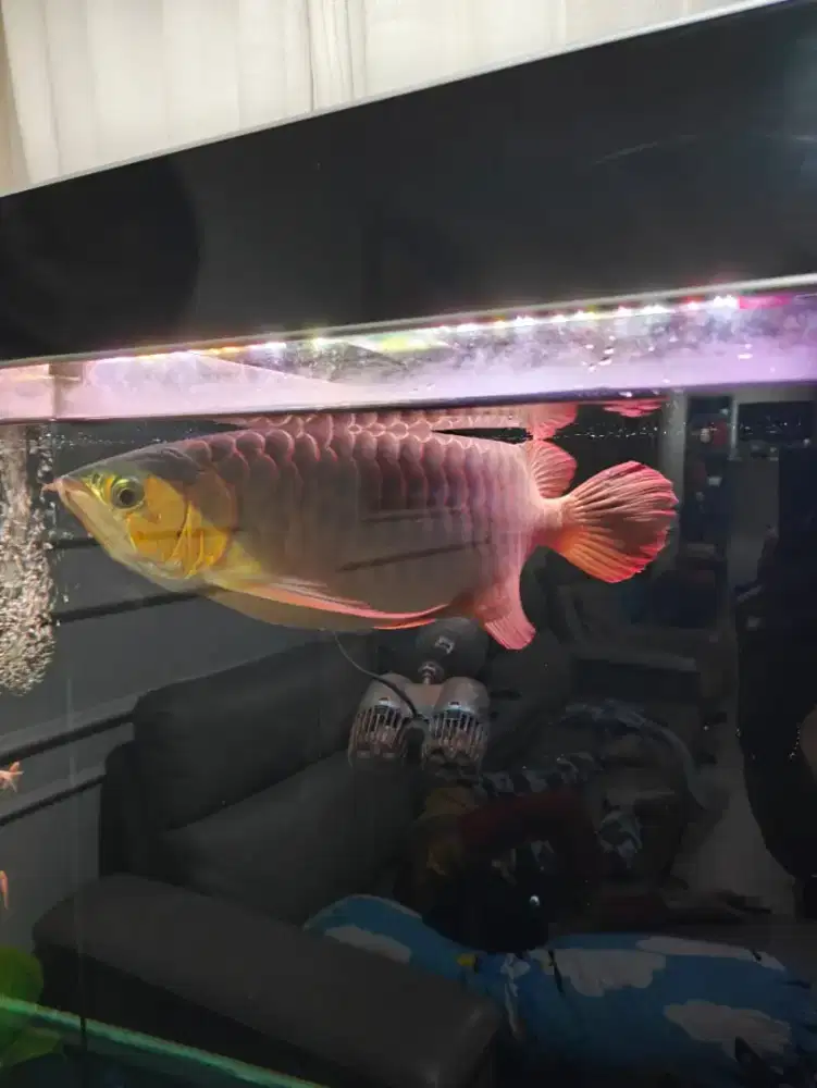 Arwana super red jumbo 60cm jual cepat