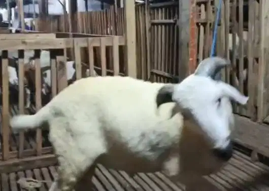 2 ekor domba jantan 1 tahunan 30kiloanUP siap akikahan nazar sedekah