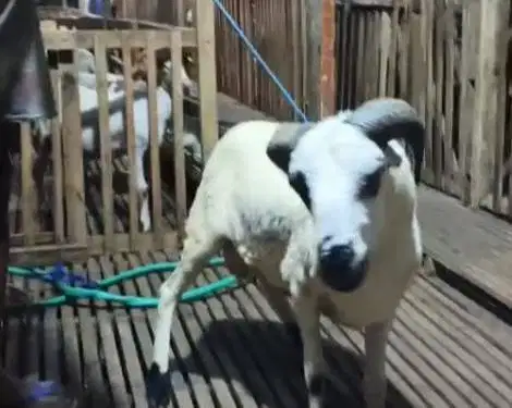 2 ekor domba jantan 30kiloanUp 1 tahunan siap potong nazar aqiqah puas