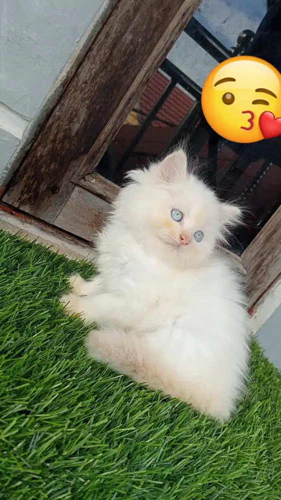 Persia jantan red point