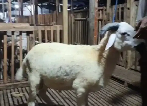 2 ekor domba jantan 1 tahunan 30kiloanUP siap akikah potong nazar puas