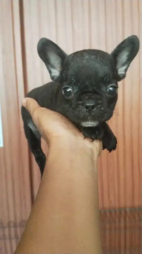French bulldog 2bln