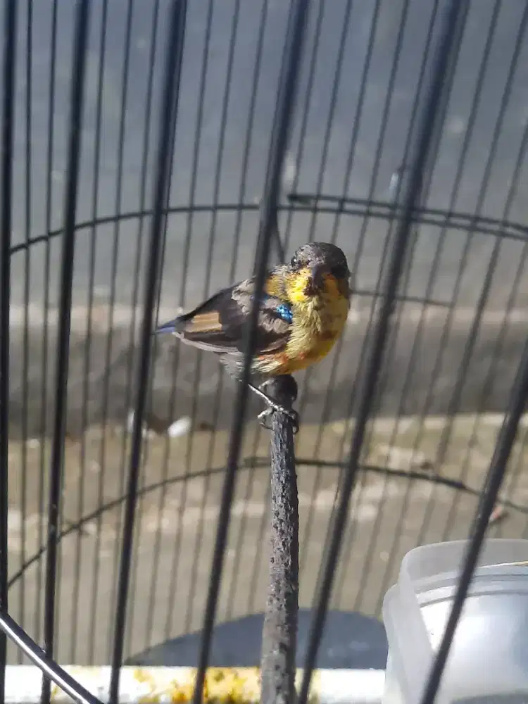 Jual fullaet konin trotol