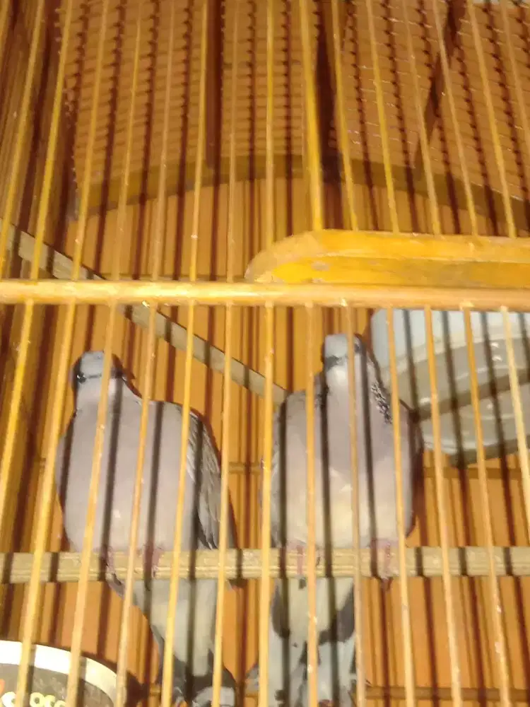 Tekukur sepasang produksi