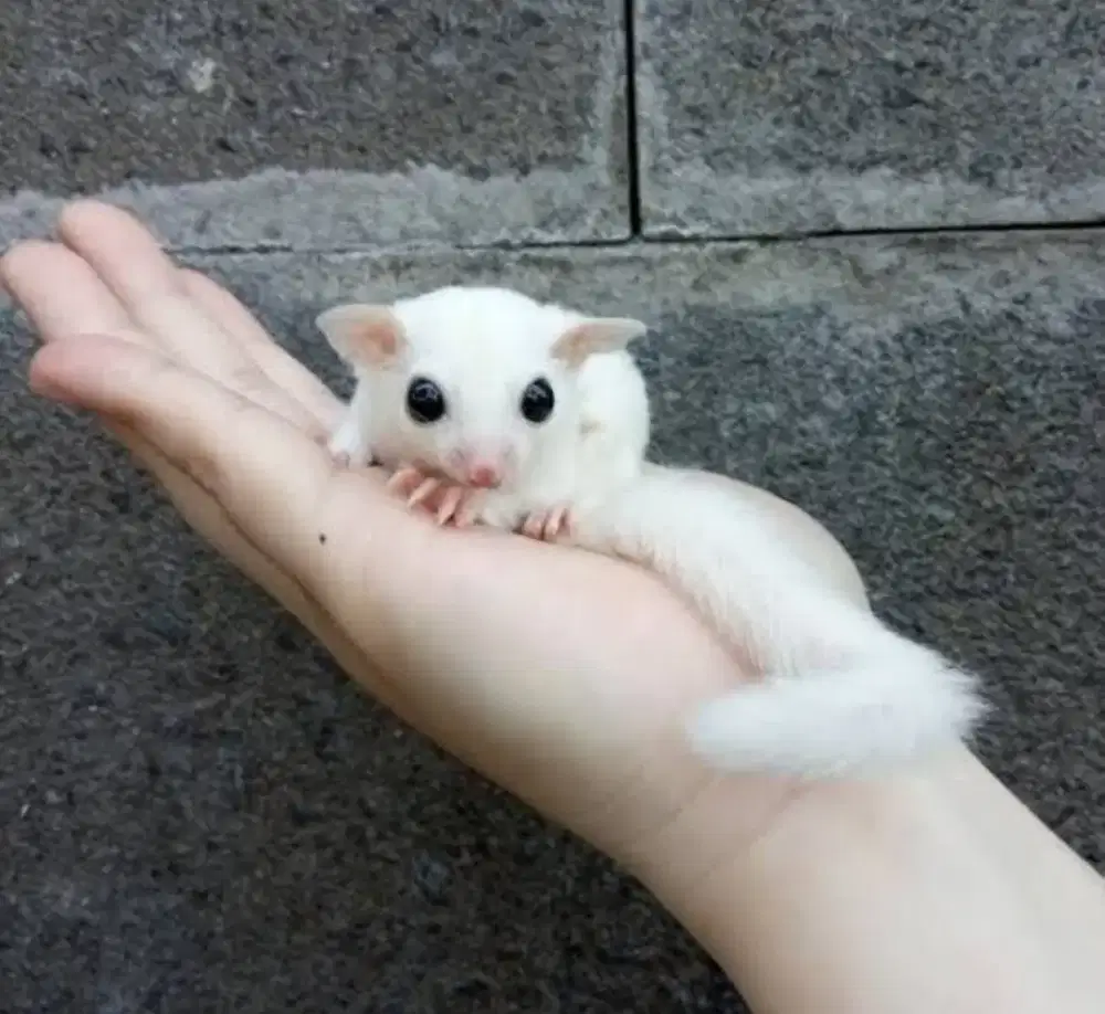 SUGAR GLIDER LEUCISTIC