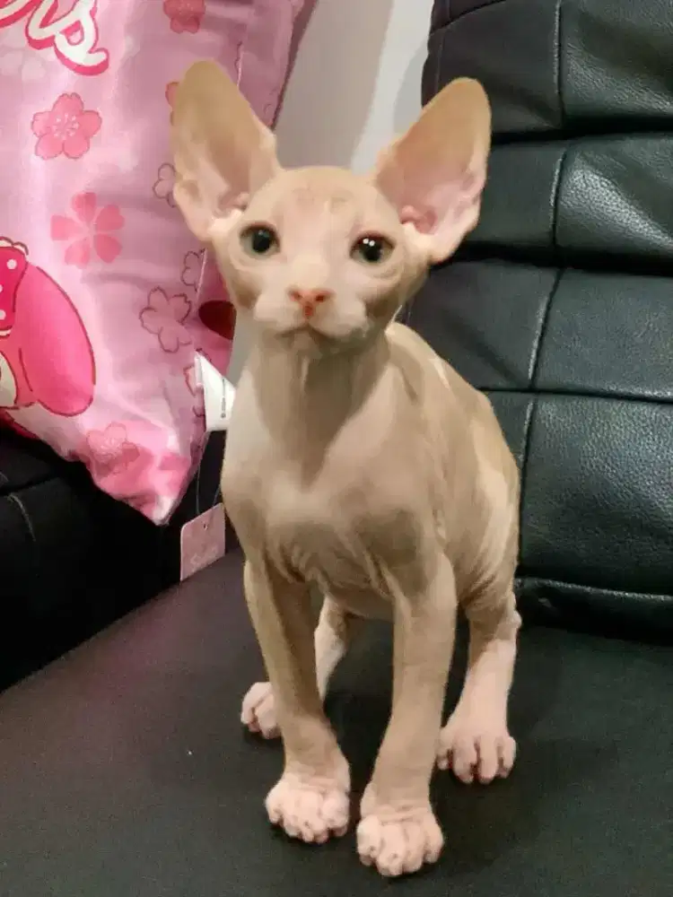 Dijual Kucing Sphynx albino murah
