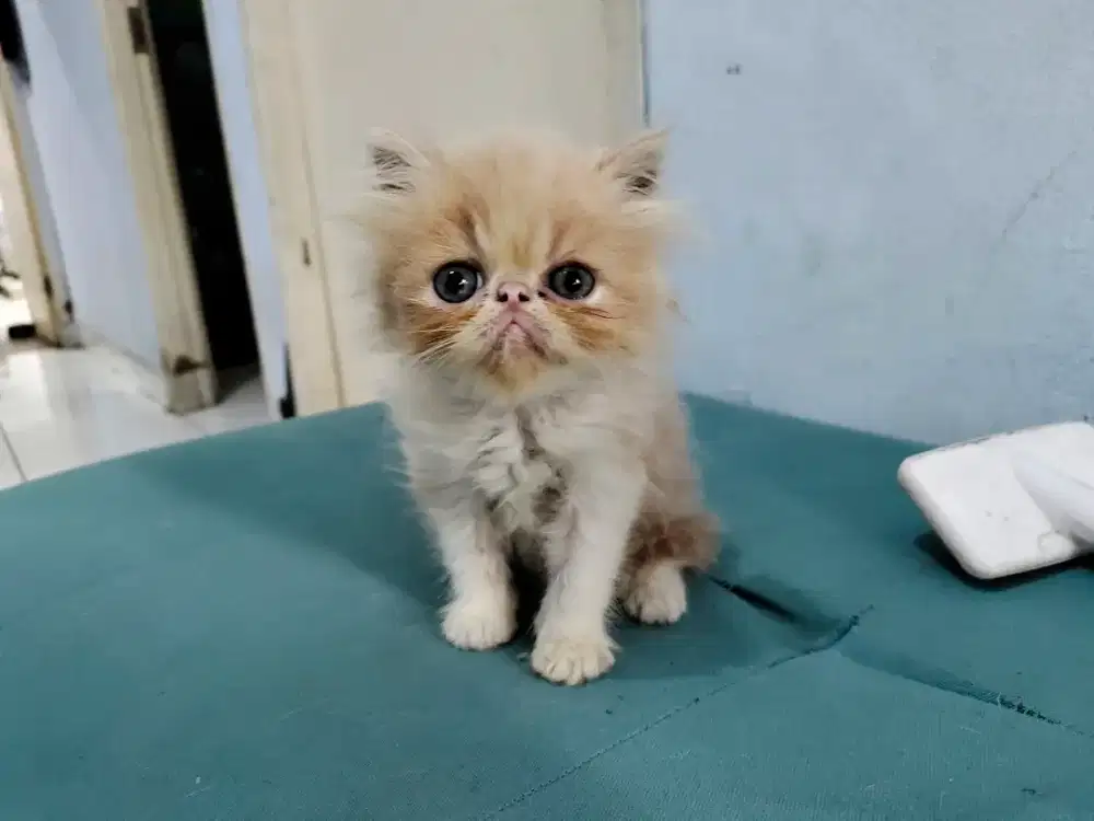 Kitten Jantan Persia Flatnose 2 Bulan