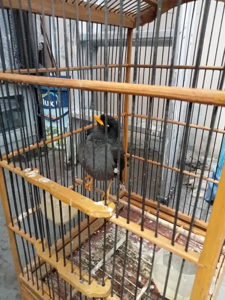 Jual jalak kebo udah rajin bunyi fulset