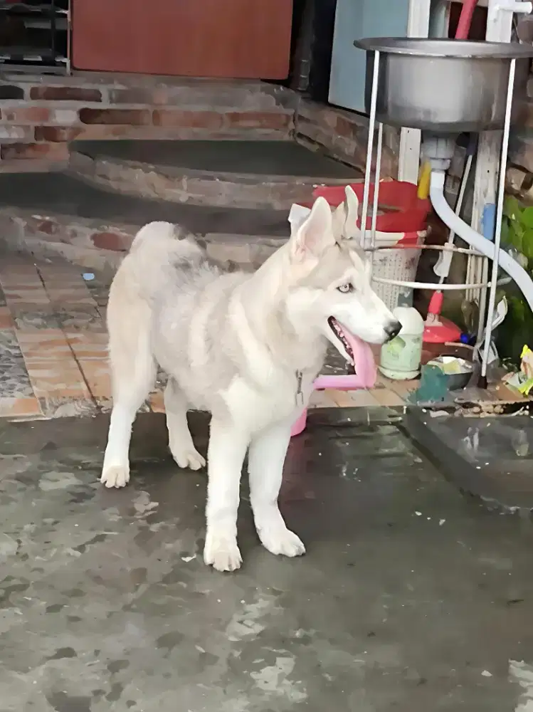 Anjing Husky 8 bulan stambum jantan