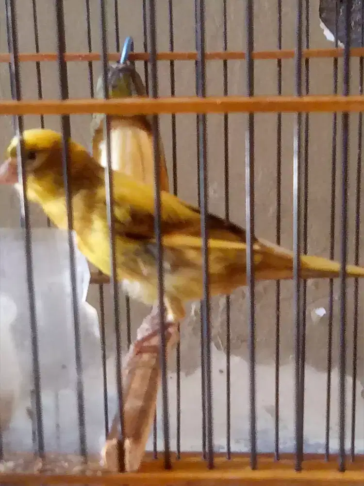 Kenari loper jantan body AF