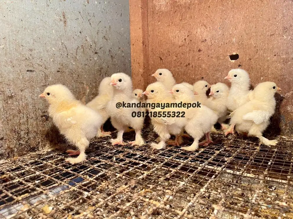 Ayam brahma light colombian