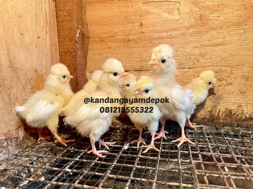 Ayam poland 2-3 minggu