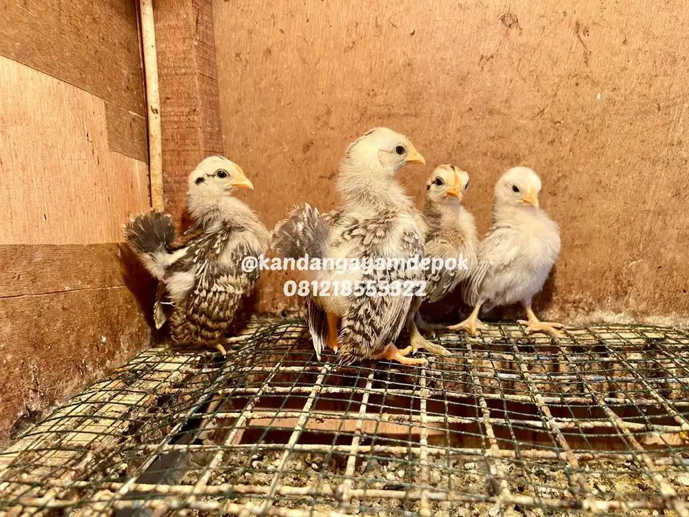 Ayam serama 1 dan 2 bulan