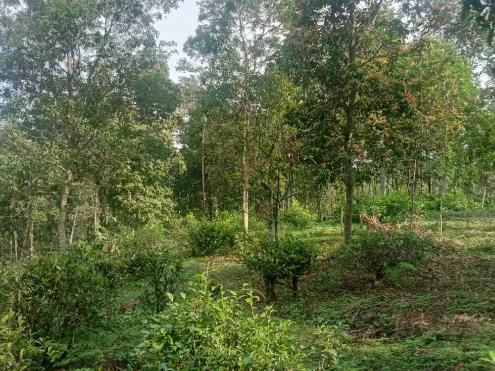 Tanah Kebun Murah 5600 m, Daerah Sejuk, Bojong Purwakarta.