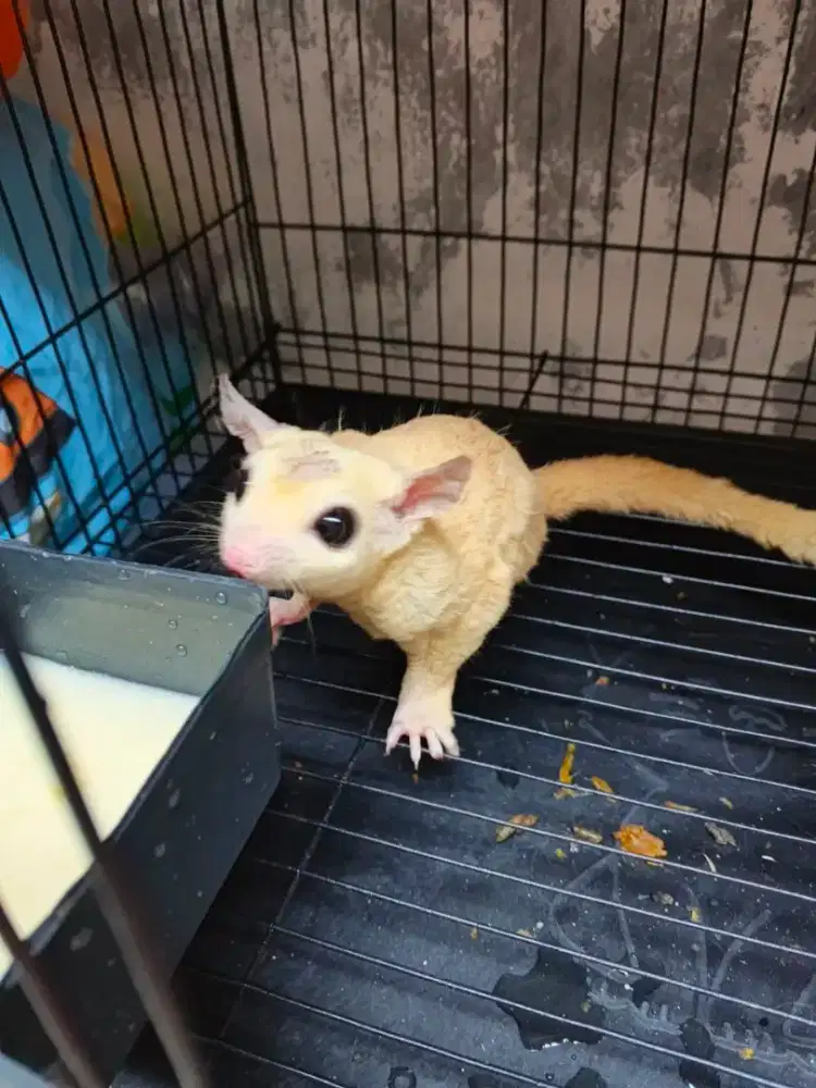 JUAL SEPASANG INDUKAN LEU X PLATINUM WF IP KECIL