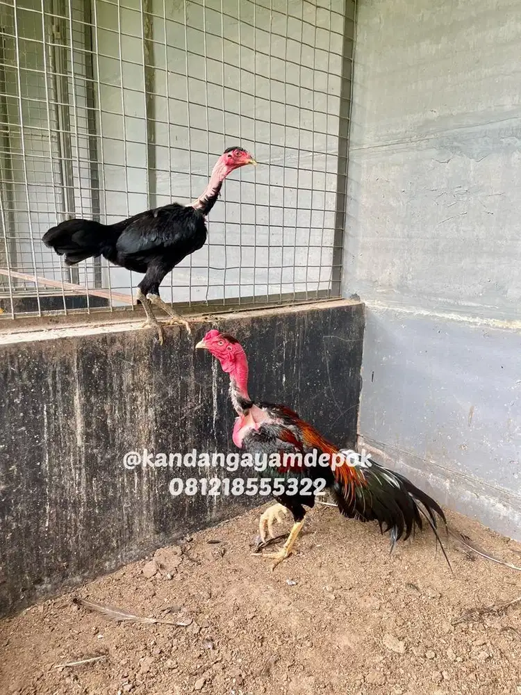 Ayam saigon sepasang