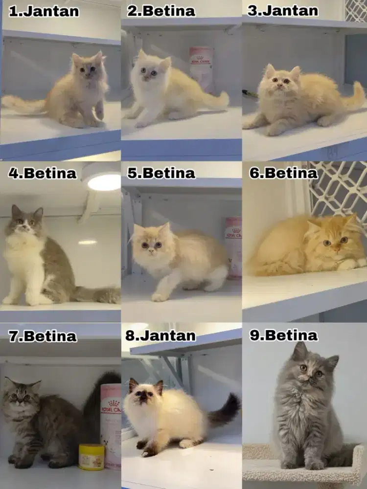 Pet hotel, pacak, groming, produk dll