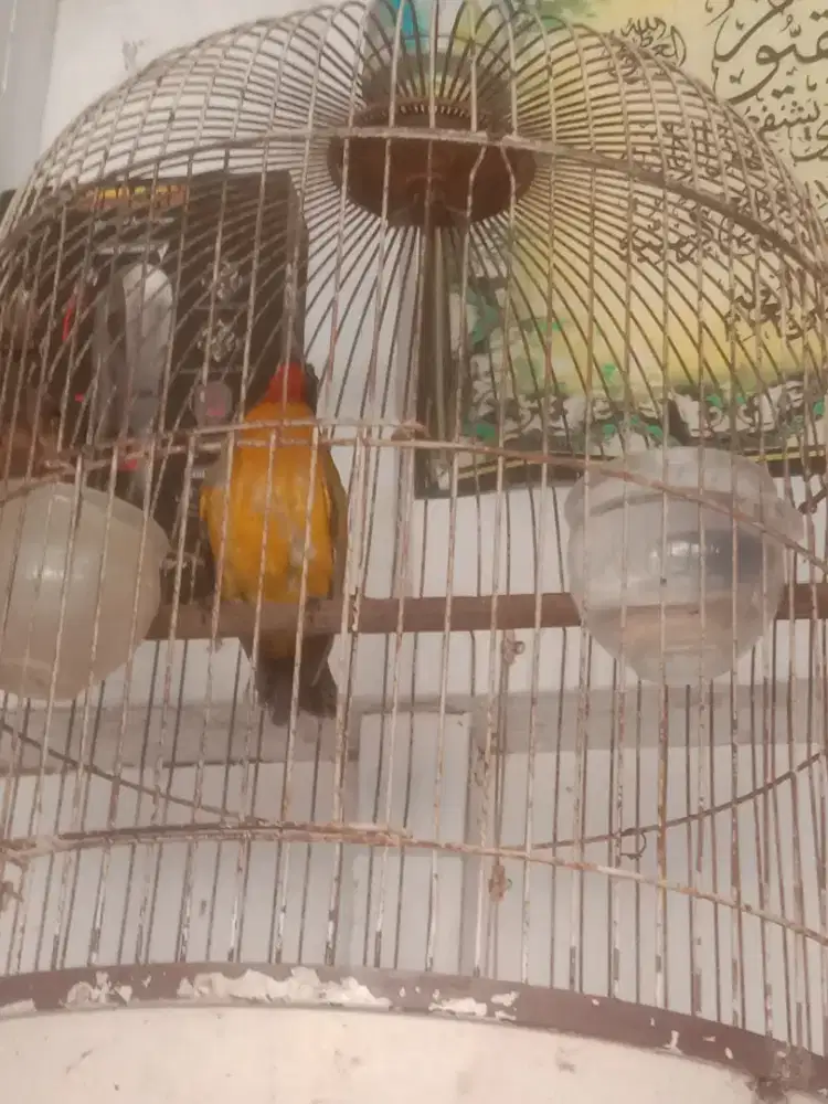 Burung kutilang emas udah bunyi