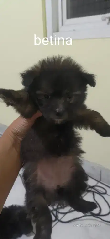 Anjing kecil shitzhu x minipom