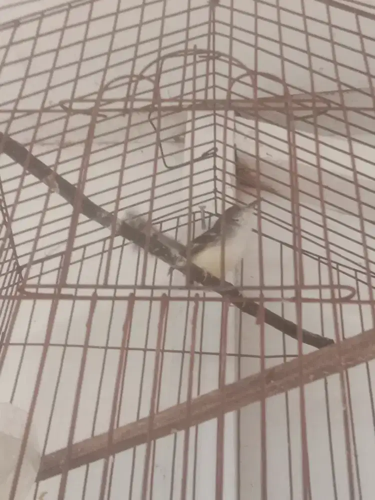 Burung ciblek batek udah Pur sendiri