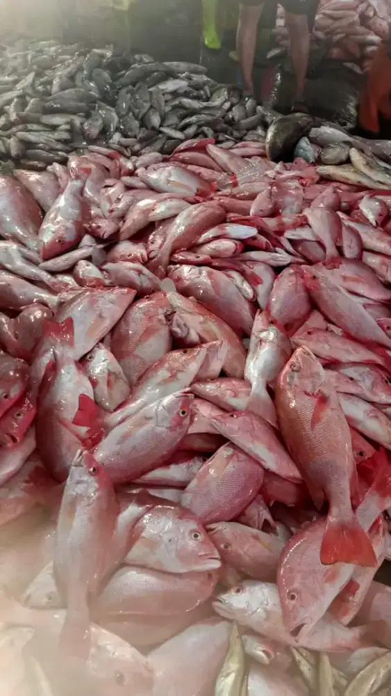 Dibutuhkan kurir motor