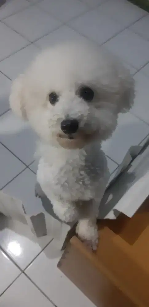 Poodle Bichon pure ASLI