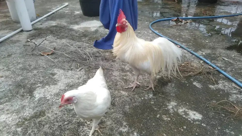 Sepasang Ayam putih ekor panjang ciledug