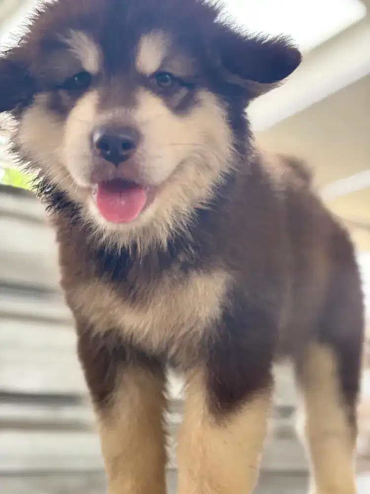 Dijual Anakan Alaskan Malamut