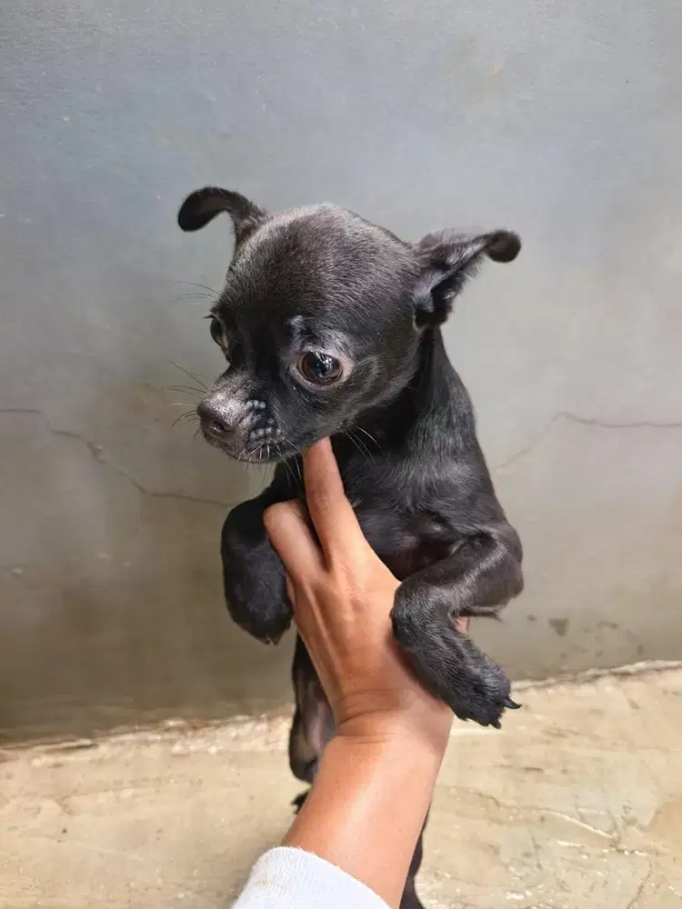 Chihuahua jantan 5 bulan