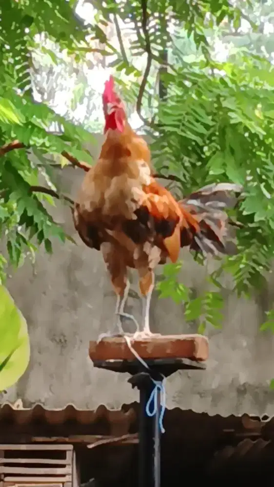 Ayam ketawa muda trah durasi