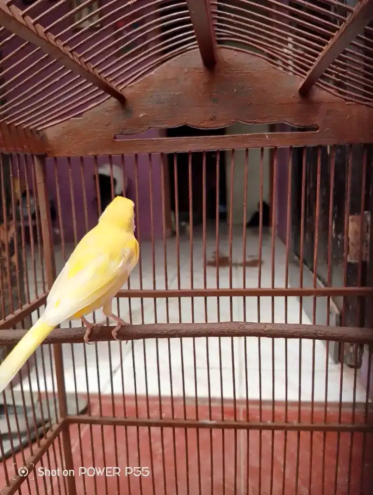 Kenari paud kuning merona