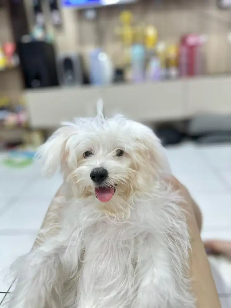 Maltese remaja sudah vaksin lengkap