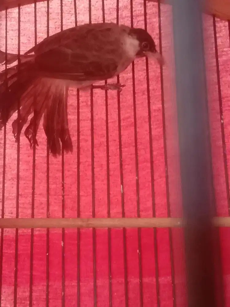 Burung kutilang susu jantan