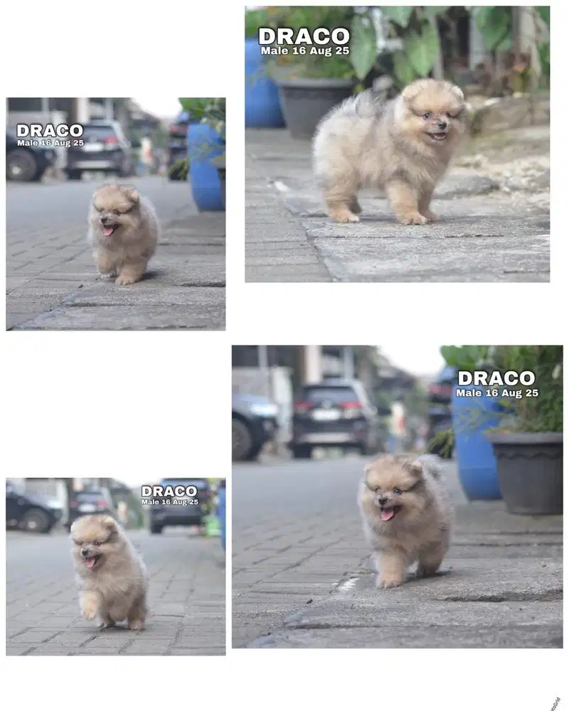 Mini pom merle color puppy