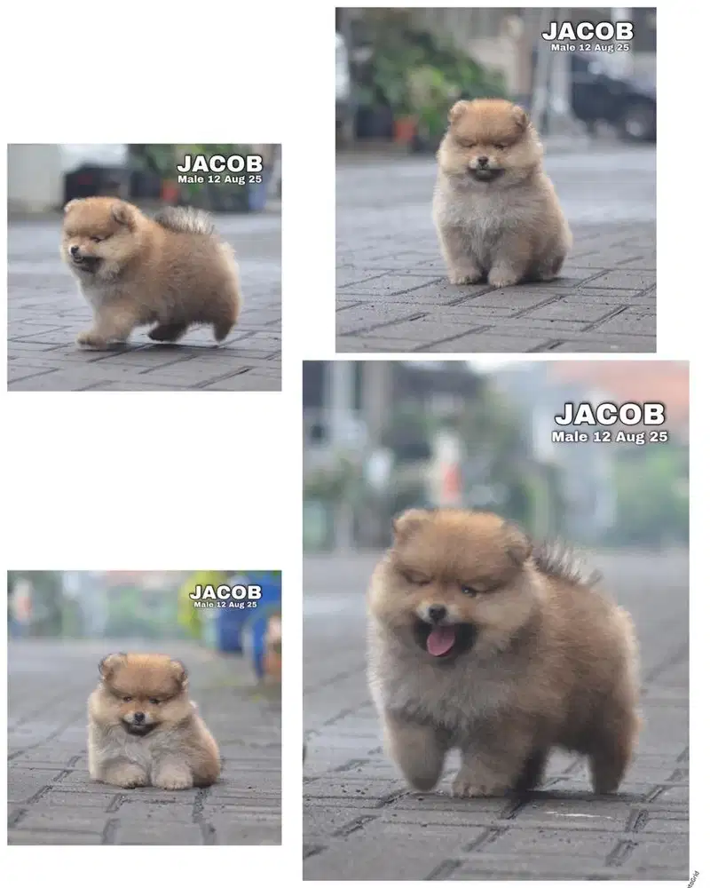 Mini pom puppy jantan stambum vaksin