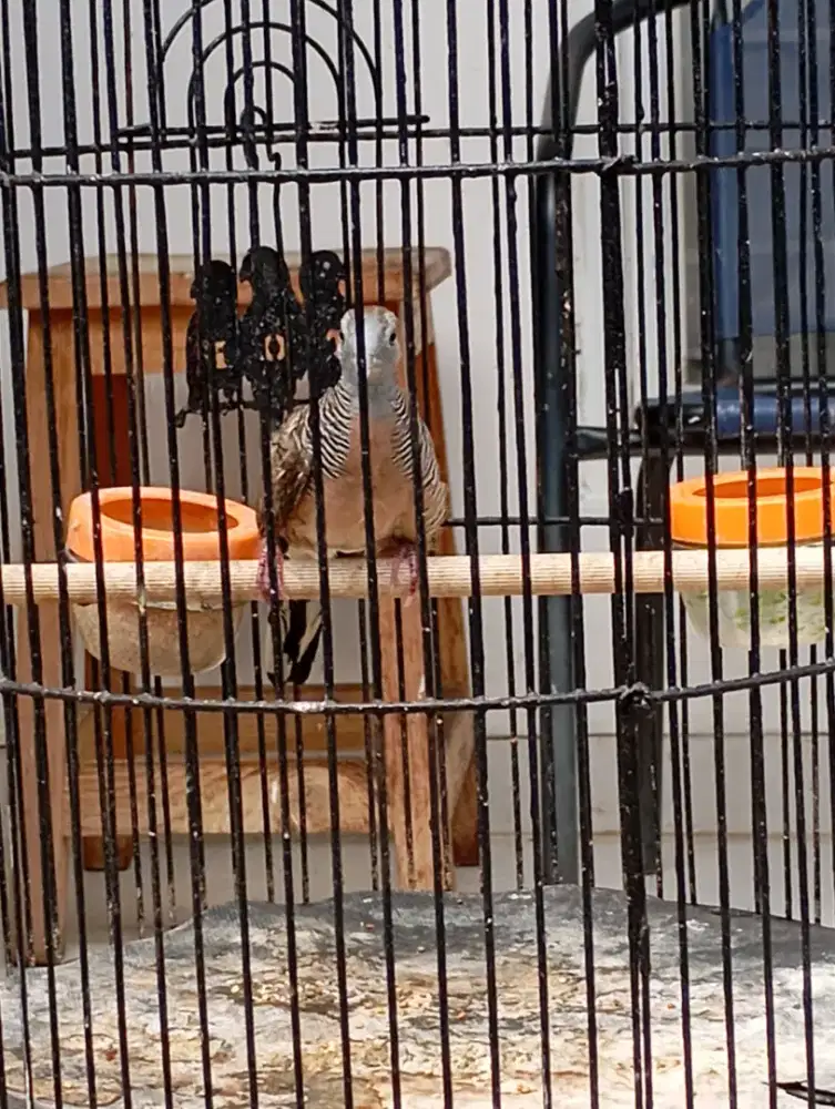 Perkutut Bangkok gacor bunyi pagi siang soreremaja 6ketukan jual murah