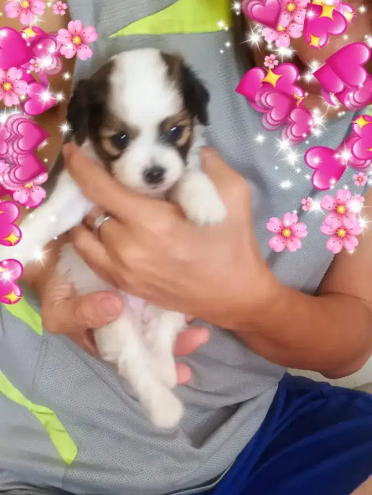 Anak anjing / Puppy Shihtzu