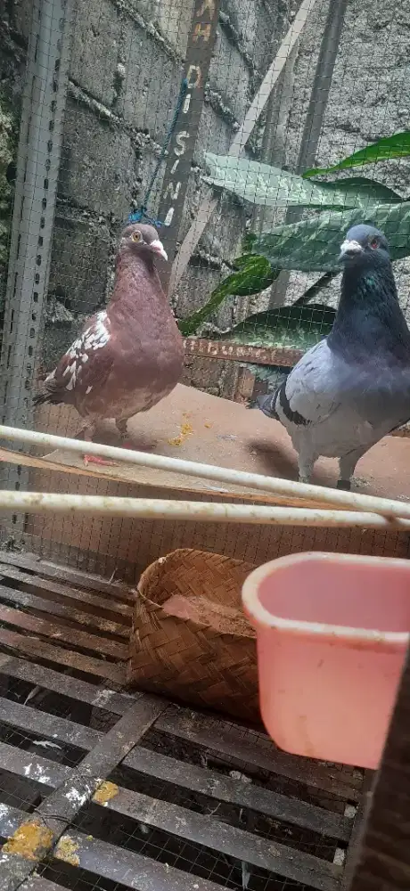 sepasang burung merpati pos siap antar