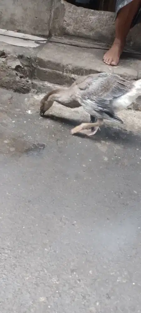 Yo bosku soang bengala nya calon jumbo