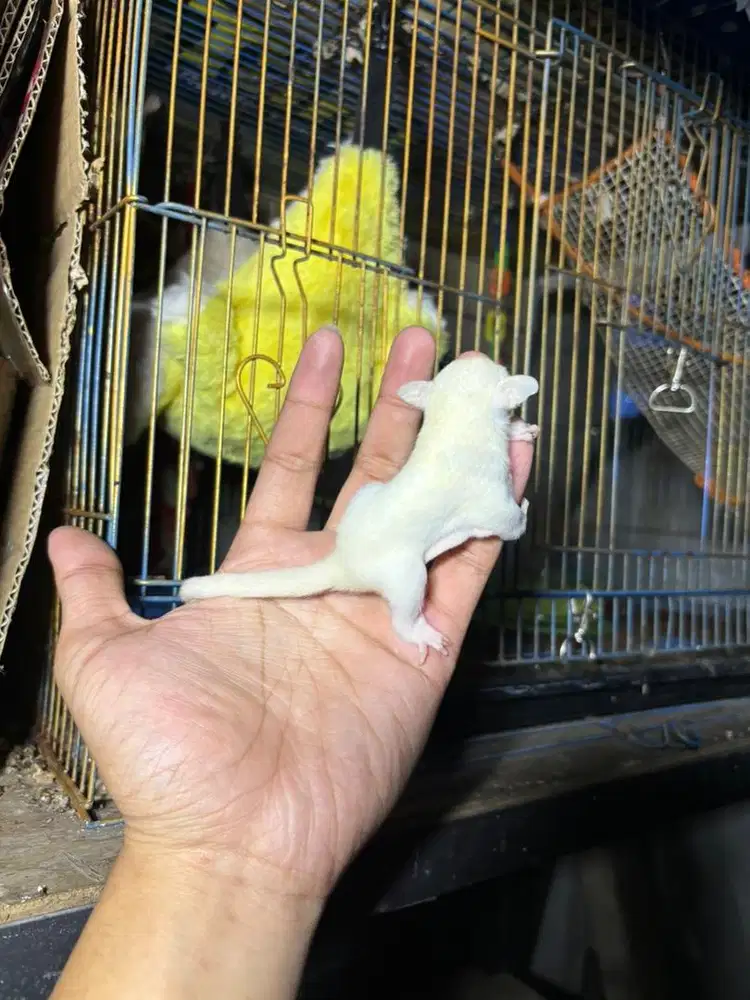 Sugar Glider Leucistic Betina
