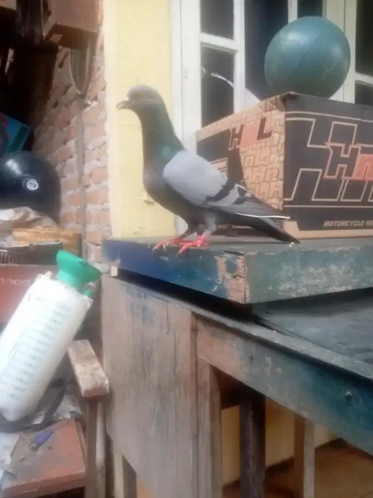 Induk jantan merpati tinggian