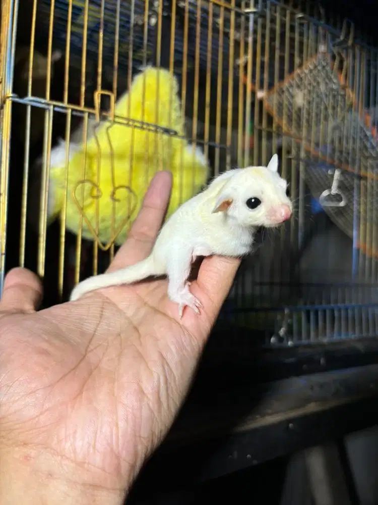 Sugar Glider Leucistic Betina