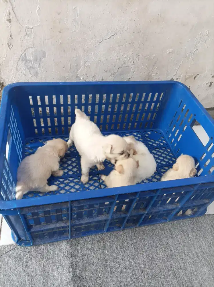 Open adop anabul/doggy  usia 7 minggu