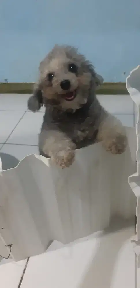 Bichon Poodle Asli