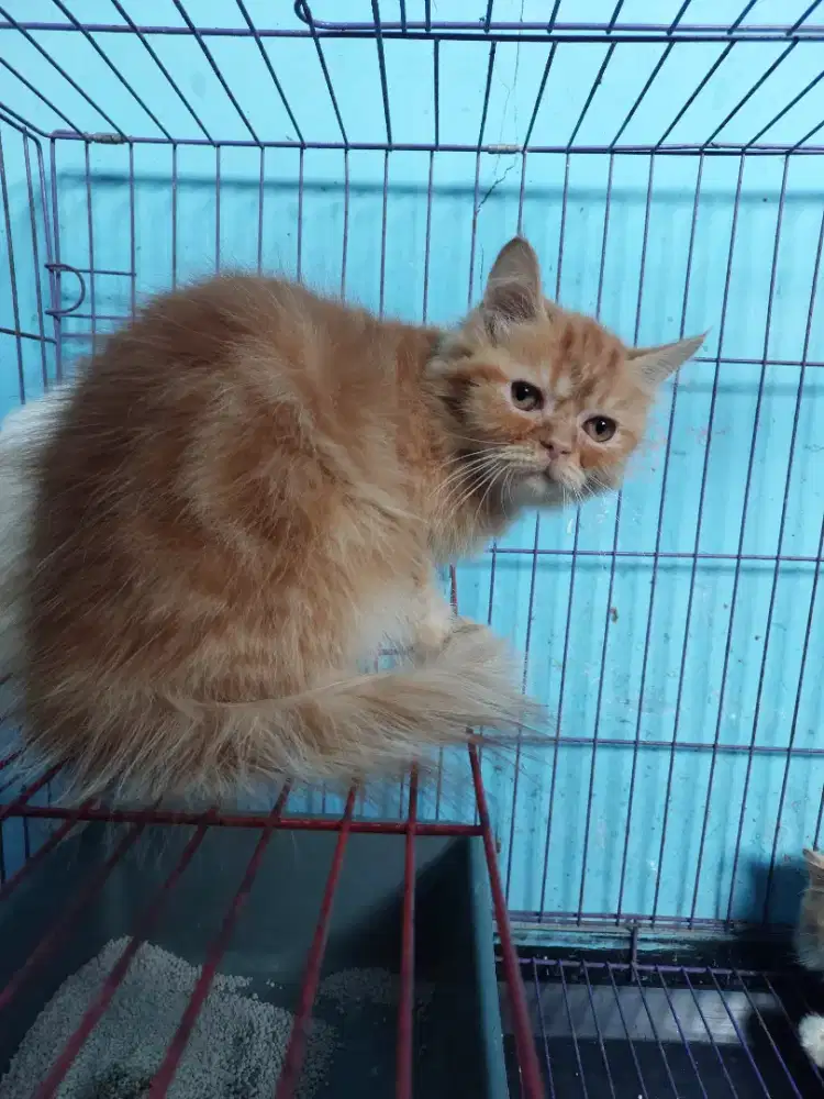 Kitten persia 4 bulan