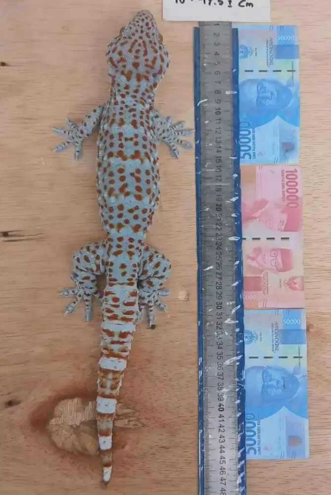 Dibutuhkan Tokek bahan baku Industri