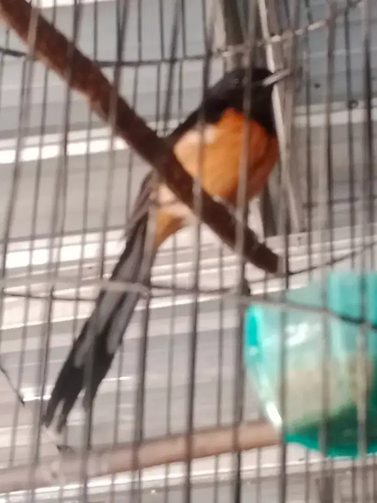 Murai medan betina siap ternak