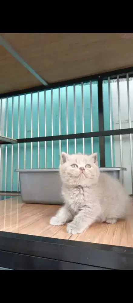 British shorthair lilac (BSH)